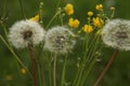 Morning landscape,ÃÂ White dandelion with green background, nature green backgound